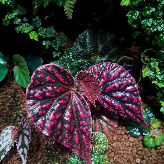 Begonia Negrosensis