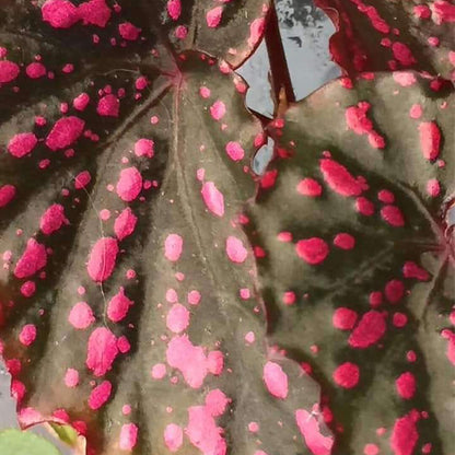 Begonia Negrosensis