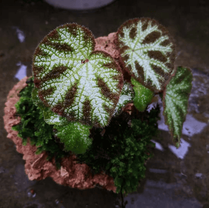 Begonia Ningming