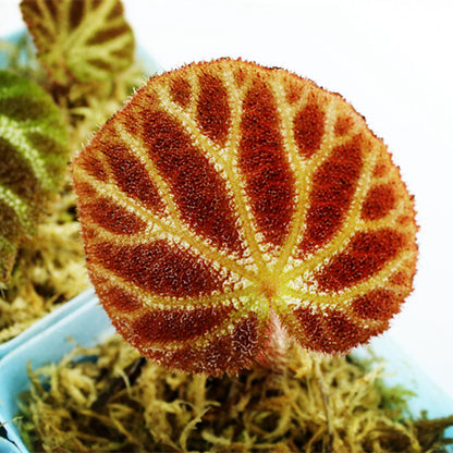 Begonia Ningming