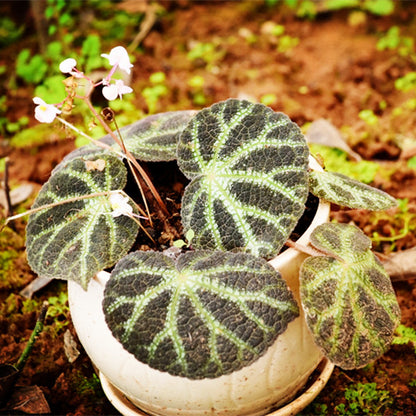 Begonia Ningming