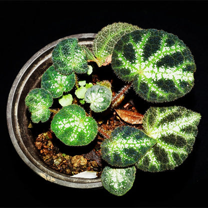 Begonia Ningming