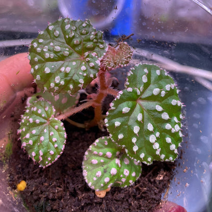 Begonia Ocellata
