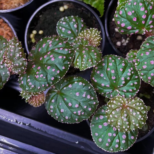 Begonia Ocellata