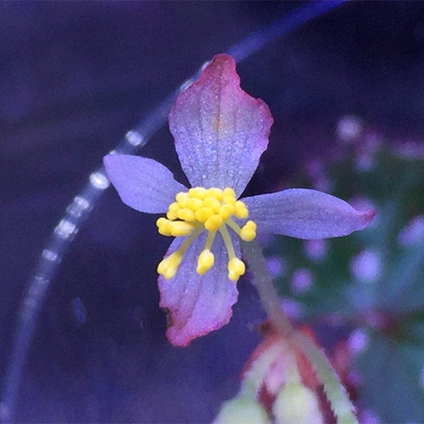 Begonia Ocellata