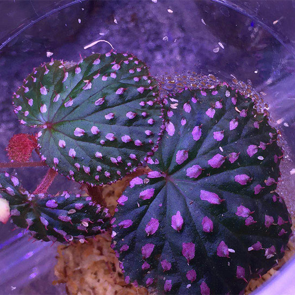 Begonia Ocellata