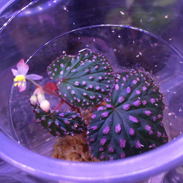 Begonia Ocellata