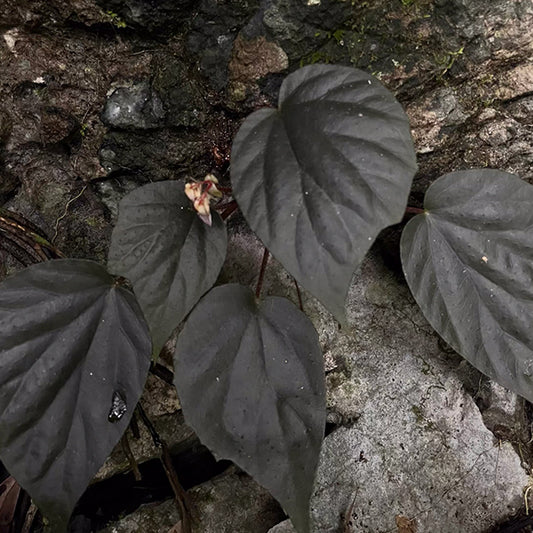 Begonia ornithophylla