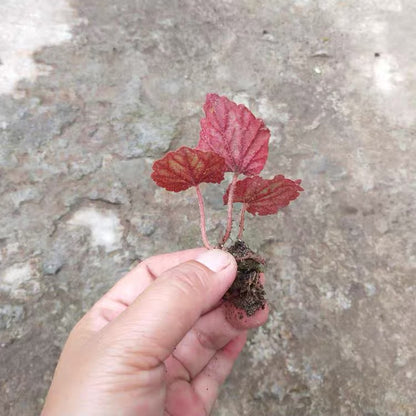 Begonia Parvula