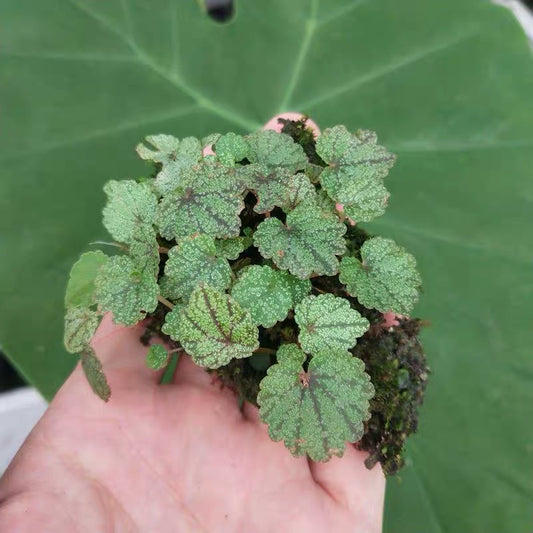 Begonia Parvula