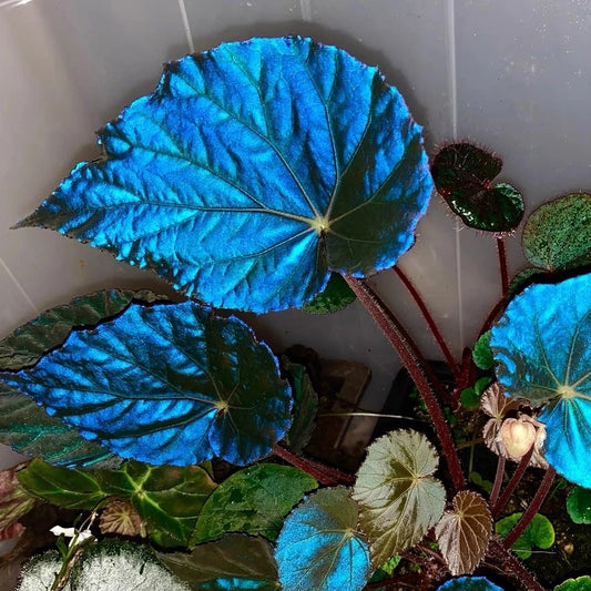 Blue Begonia (Begonia pavonina)