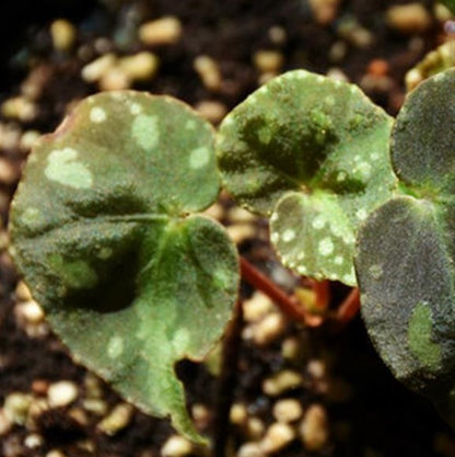 Begonia Pseudodryadis