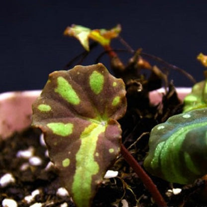 Begonia Pseudodryadis