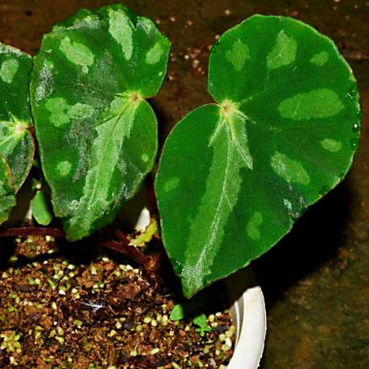 Begonia Pseudodryadis