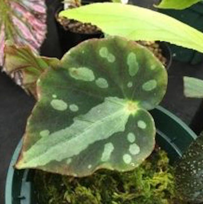 Begonia Pseudodryadis