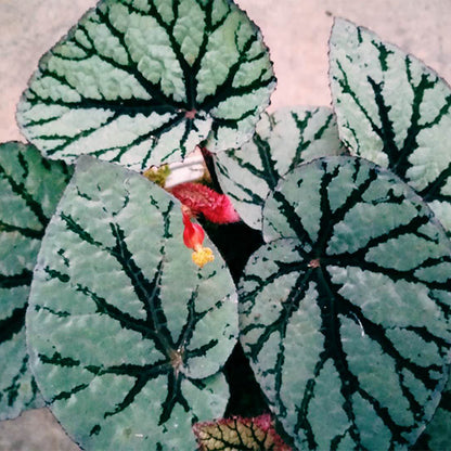 Begonia Rex ' Fedor '