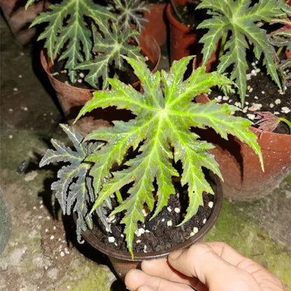 Begonia Rubropunctata