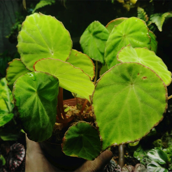 Begonia Scapigera