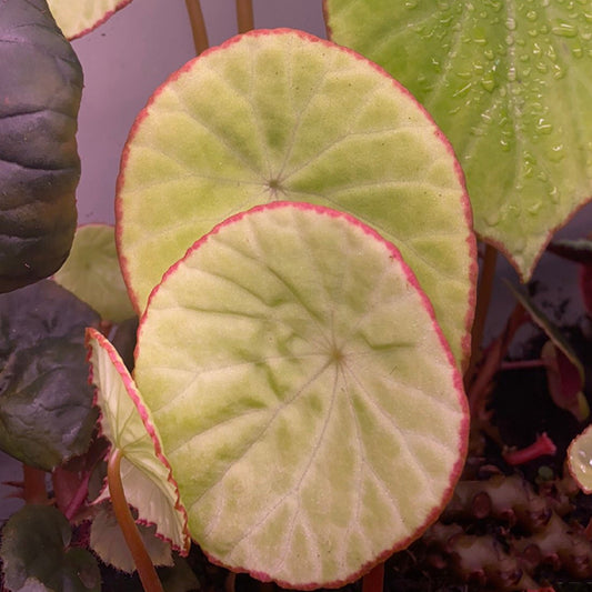 Begonia Scapigera