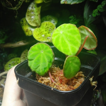Begonia Scapigera