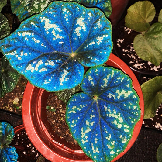 Begonia Shiwanshanensis