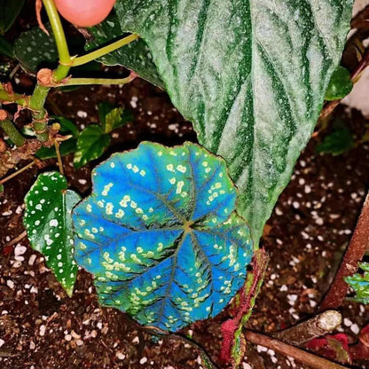 Begonia Shiwanshanensis