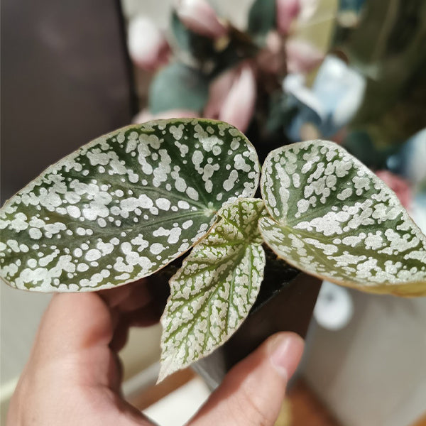 Begonia ' Snow Capped ' ( Begonia fibrous Hybrid )