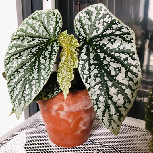 Begonia ' Snow Capped ' ( Begonia fibrous Hybrid )