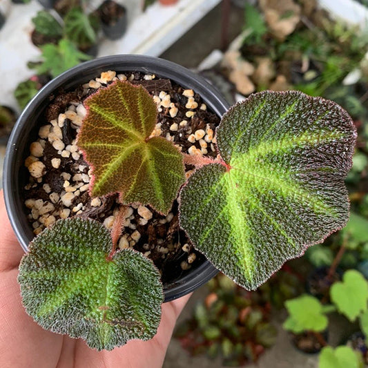 Begonia Soli-mutata Hort