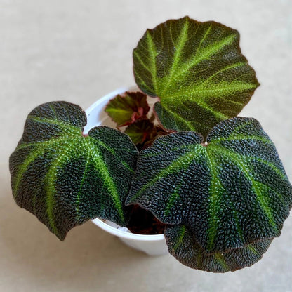 Begonia Soli-mutata Hort