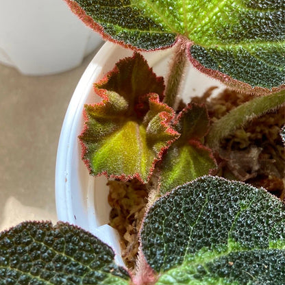 Begonia Soli-mutata Hort