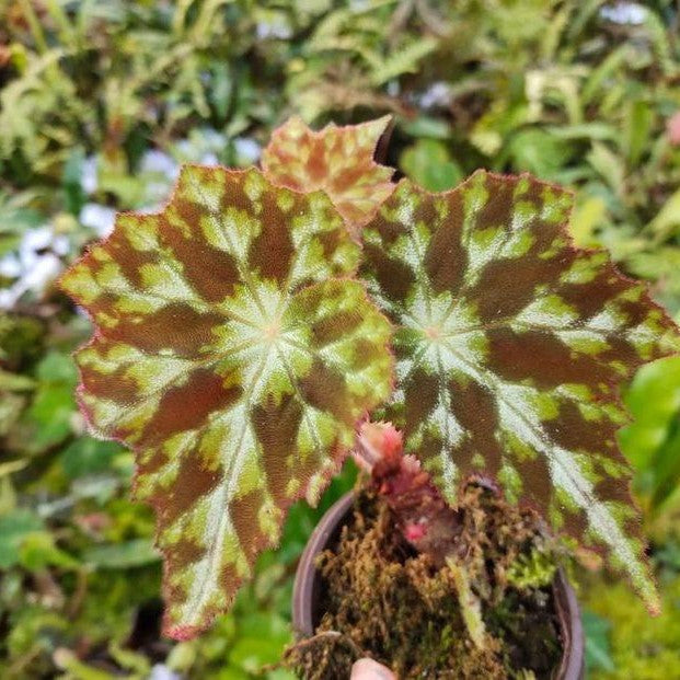 Begonia sp