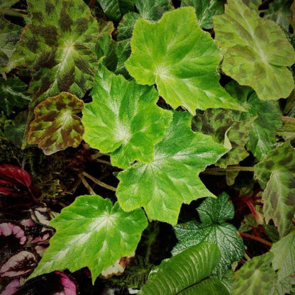 Begonia sp