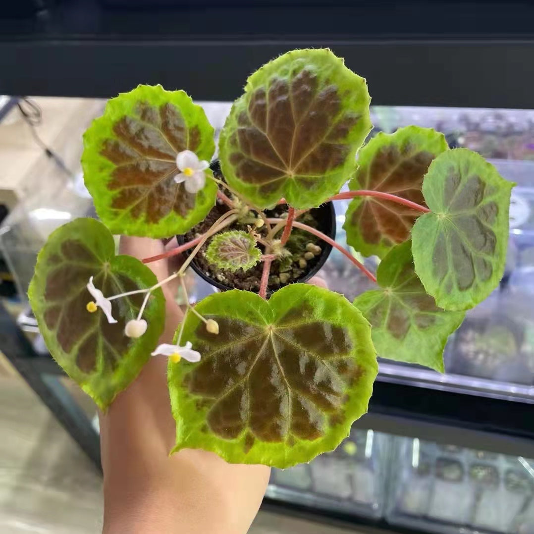 Begonia sp. Dongoranensis