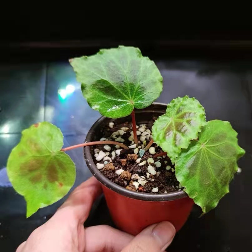 Begonia sp. Dongoranensis
