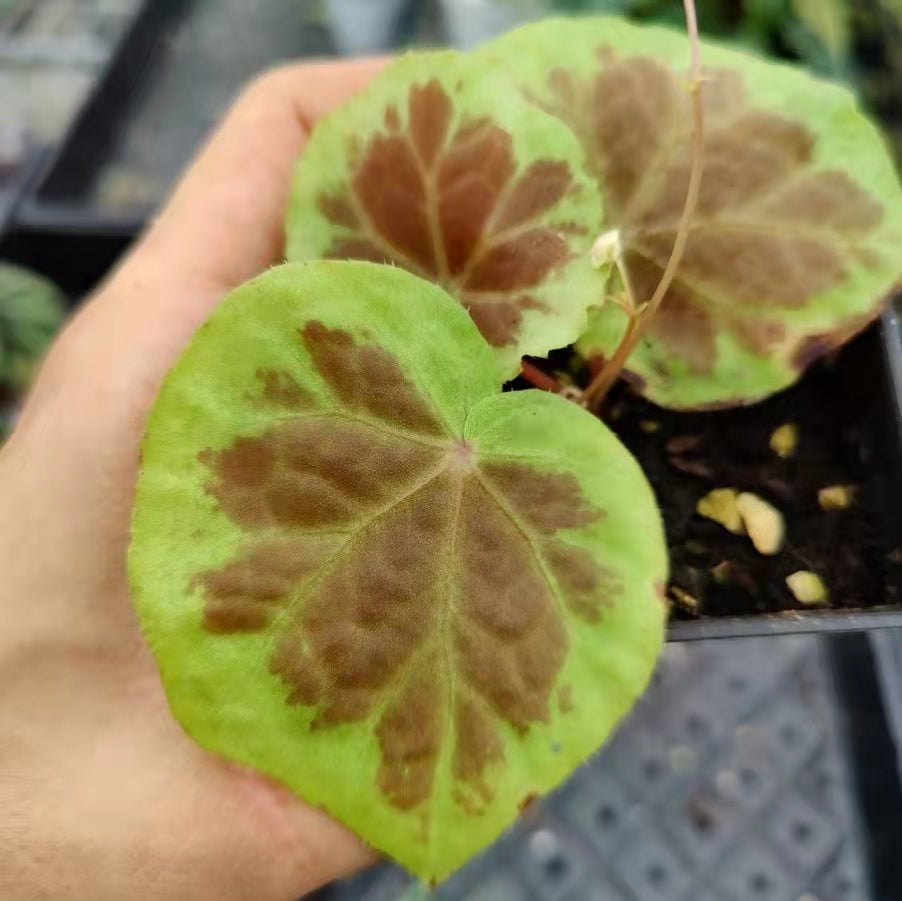 Begonia sp. Dongoranensis