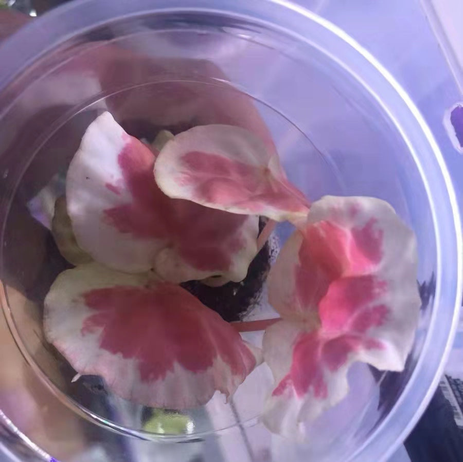 Begonia sp. Dongoranensis
