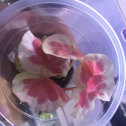 Begonia sp. Dongoranensis