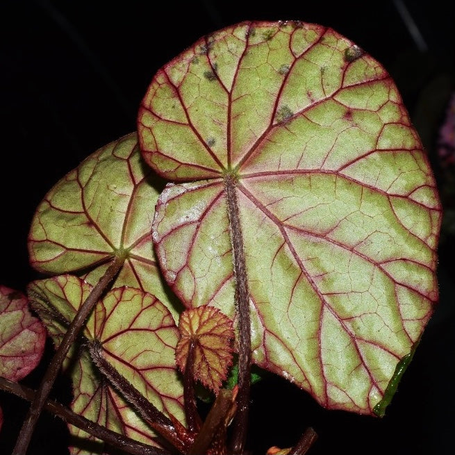 Begonia sp. Red vein