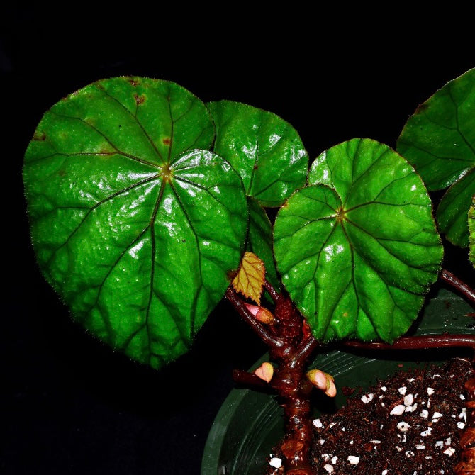 Begonia sp. Red vein