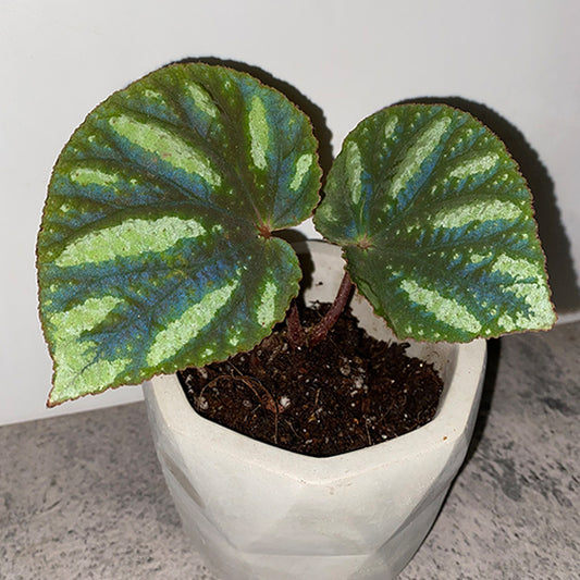 Begonia sp. Reflective blue