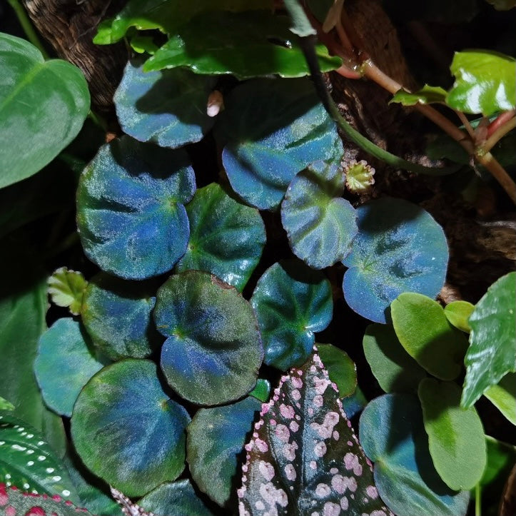 Begonia sp. sarawak