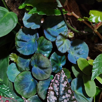 Begonia sp. sarawak