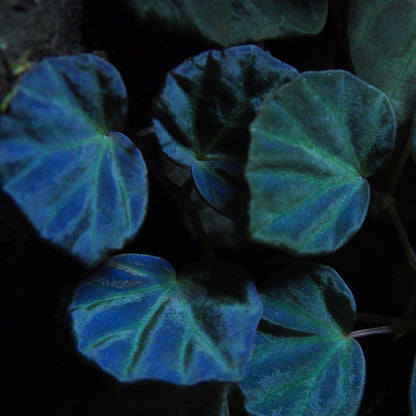 Begonia sp. sarawak