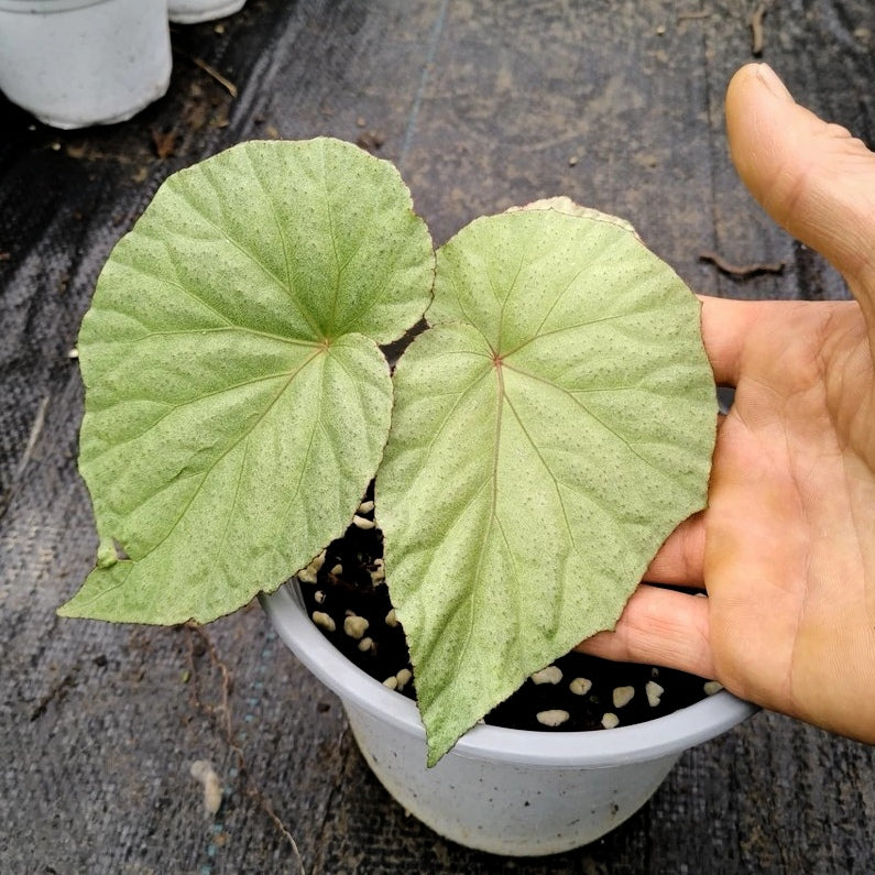 Begonia sp. Sliver