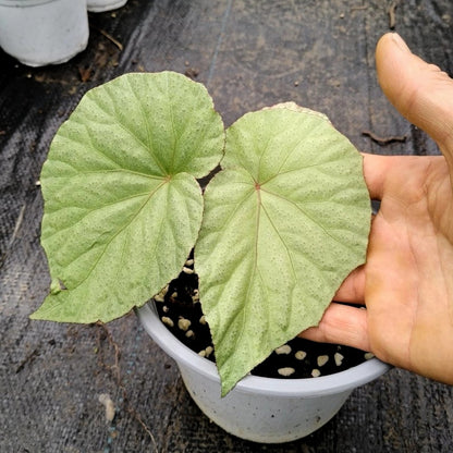 Begonia sp. Sliver