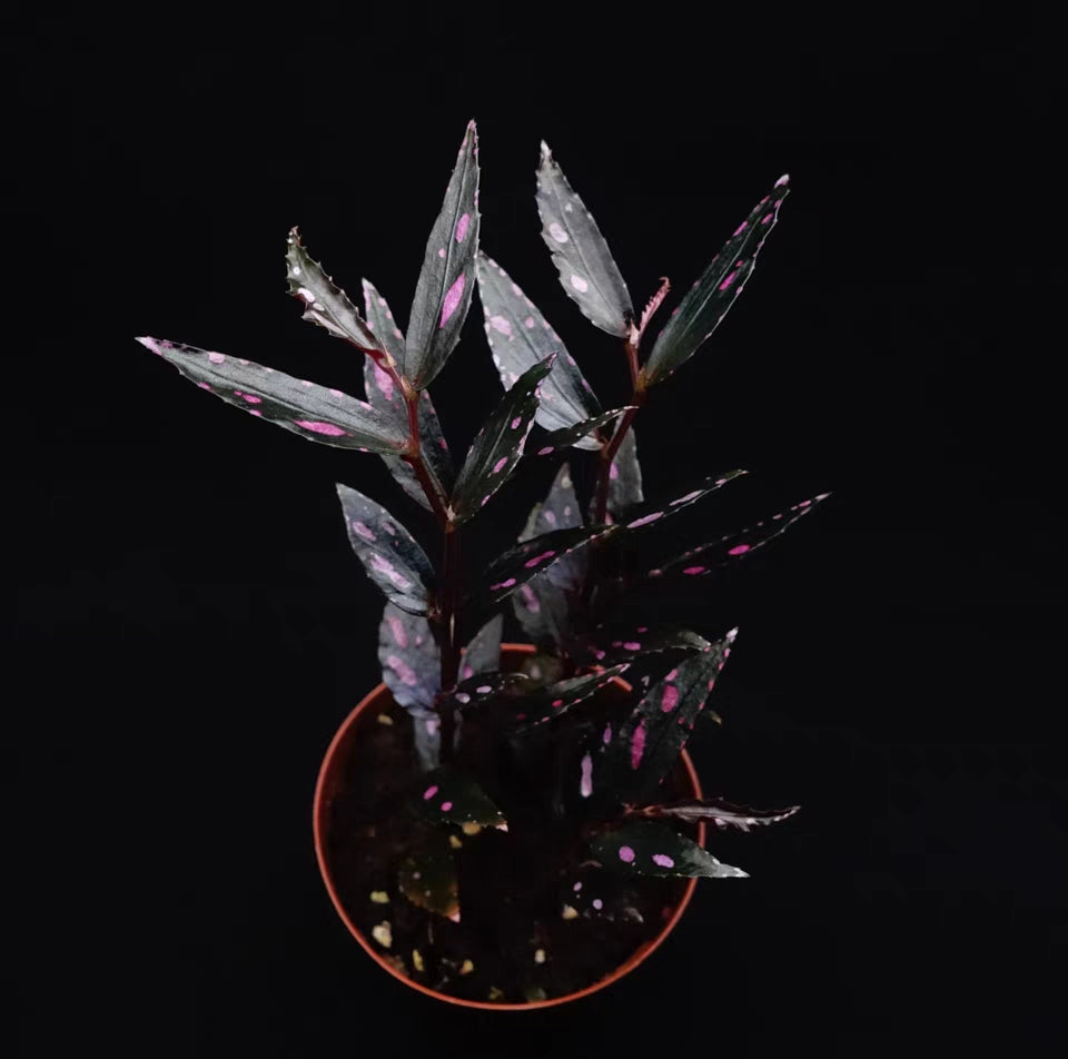 Begonia sp.Julau Thin Leaf