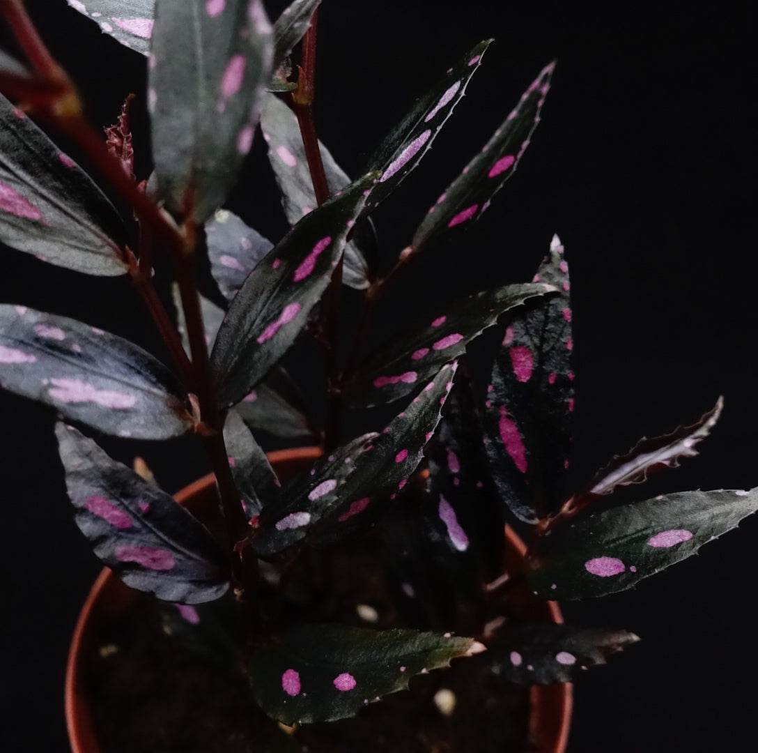 Begonia sp.Julau Thin Leaf