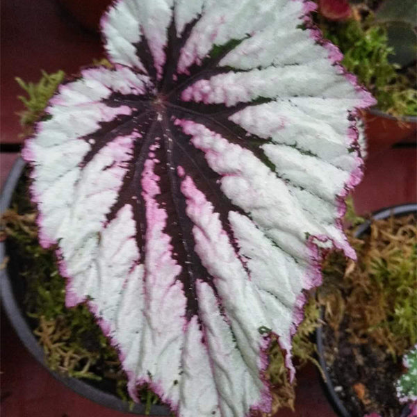 Begonia sp. (White & Pink)