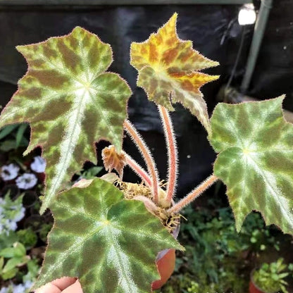 Begonia sp